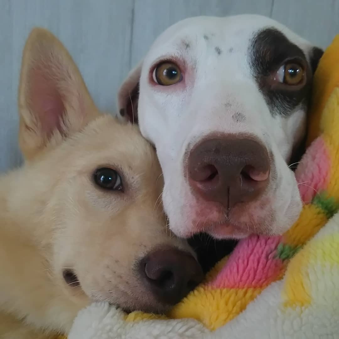 殺処分寸前だった野犬の子犬 温かい里親に出会い すっかり ウチの子 に まいどなニュース 殺処分寸前だった野犬の子犬 温かい里親に出会い すっかり ウチの子 に まいどなニュース