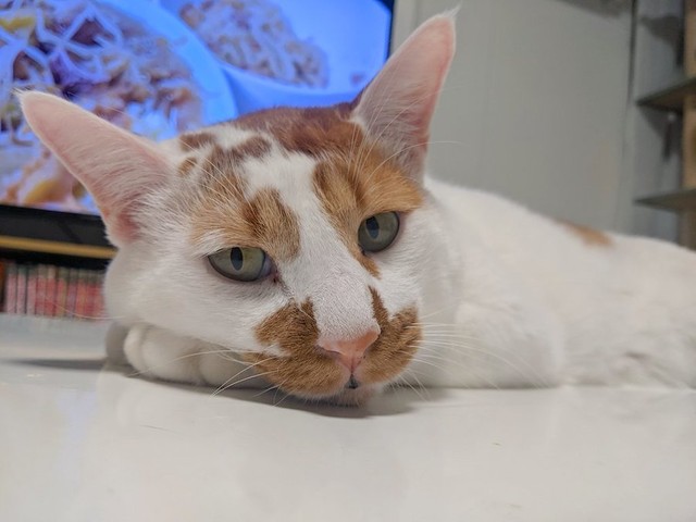 体はデカくなったが 子猫の頃から しょぼぼ顔 保護猫ビフォーアフター に爆笑 ビビリ猫は甘えん坊になりました まいどなニュース