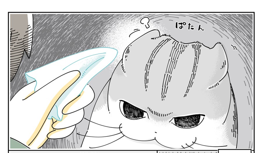 漫画 猫の耳掃除 いやニャン からの ぐいぐい わかるぅ 表情もポーズもいちいち全部可愛いや まいどなニュース