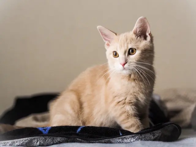 男性が好きな猫種ランキング アメリカンショートヘア を超えた1位は 足が短くちょこまか動く姿が可愛い 猫 まいどなニュース