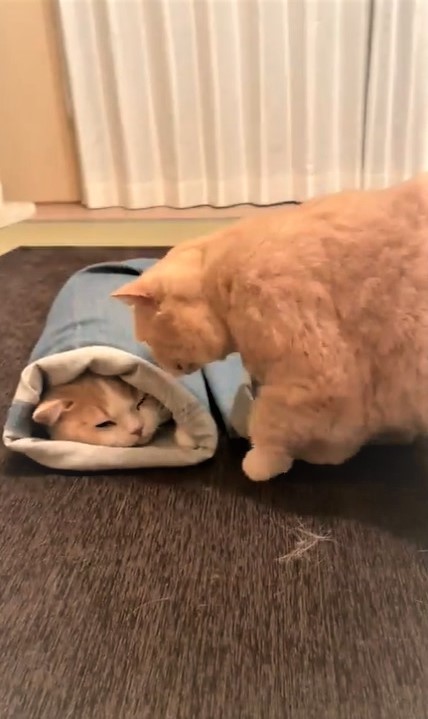 ④何するの？