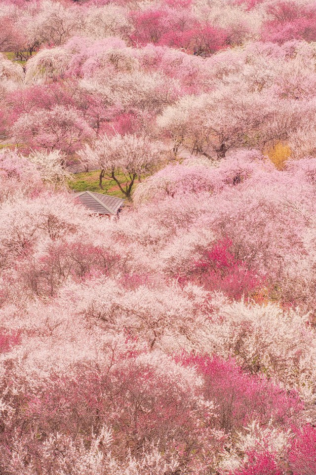 これはヤバい 梅の絨毯 桜に負けていない 画面いっぱいに収めた梅の花が 天国のような景色 と話題 まいどなニュース
