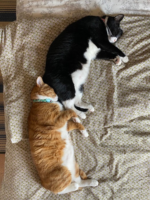 お尻に顔がめり込んでる 保護猫の 連ケツ寝 にほっこり いい夢見てるかな まいどなニュース お尻に顔がめり込んでる 保護猫の 連ケツ寝 にほっこり いい夢見てるかな まいどなニュース