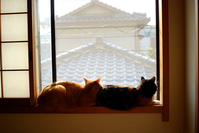 草むらで大声で鳴いていた子猫を保護 世話をしたら手放せなくなり17年間一緒に まいどなニュース