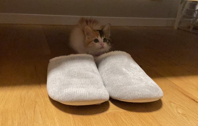 毛繕いありがと 保護した子猫が3日目に 飼い主さんへの愛あふれる行動に涙 大好きなのが伝わります まいどなニュース