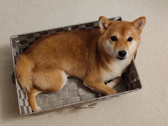 柴の宅急便 自転車の前かごでかばんをギュッとする犬が話題 すごーい 落ち着いてますね まいどなニュース