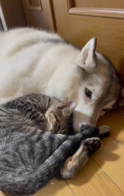 それ猫のご飯やねんけどなぁ キッチンで子猫の餌を立ち食いする犬 必死過ぎて可愛い まいどなニュース