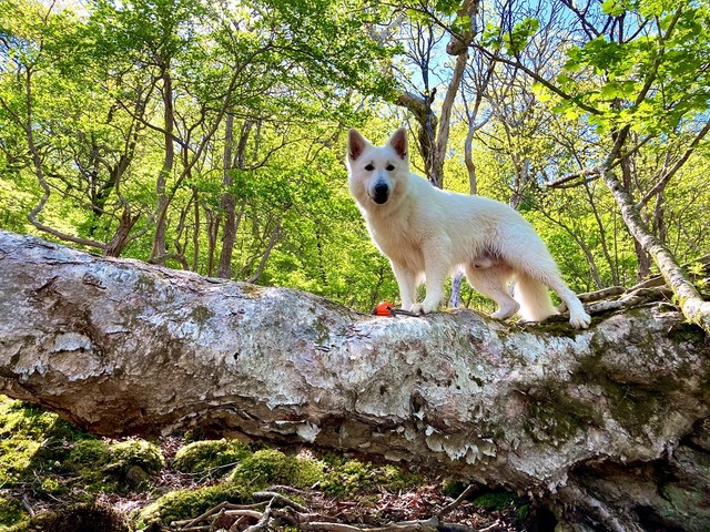 もしかして うちの犬ってすごくでかい 飼い主さんより大きく見えると話題 もののけ姫に出演されてます 実は災害救助犬です まいどなニュース