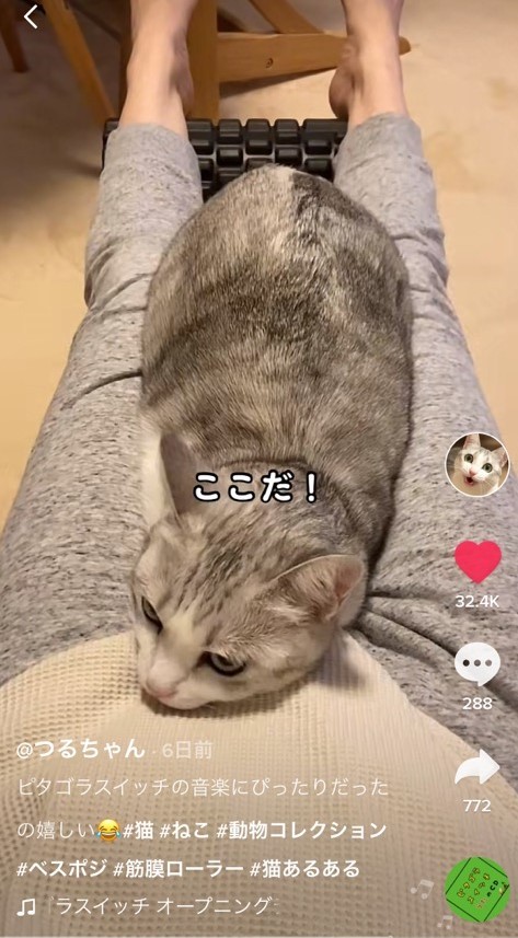 飼い主さんの足元でベスポジ探してうろうろ 最後はまるでピタゴラ装置な猫さんが話題 ハマった瞬間声が出た べスポジスイッチ まいどなニュース