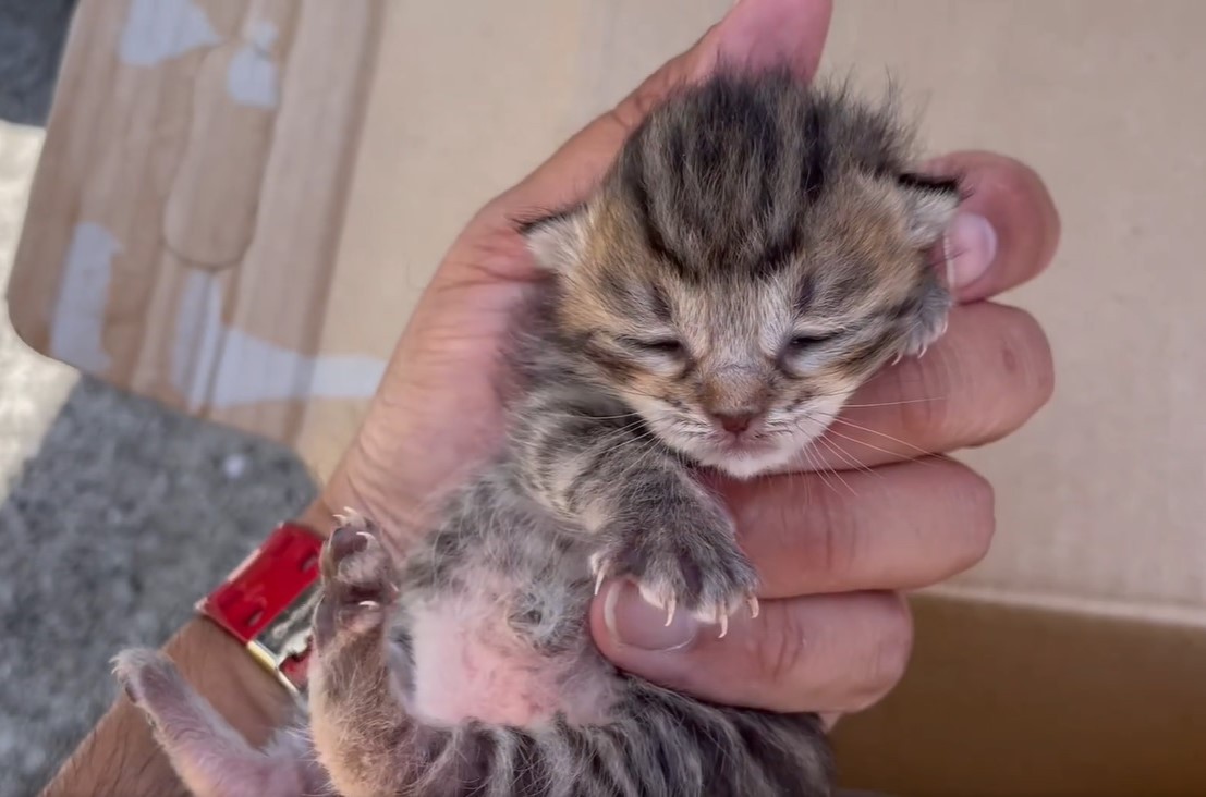 竹やぶで生まれたばかりの子猫をレスキュー 春は猫の出産シーズン 動物愛護団体に子猫の保護依頼が相次ぐ まいどなニュース