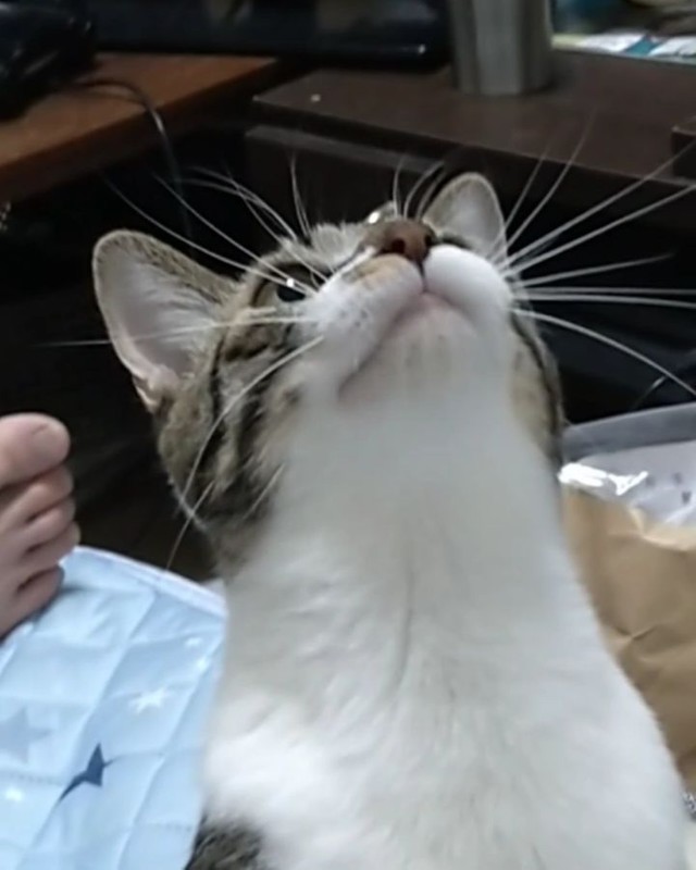 原っぱで行き倒れていた子猫、九死に一生を得る 里親のもとで元気に 