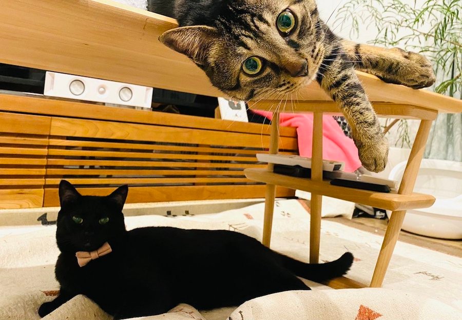 お経を唱える猫 見事な 般ニャ心経 に爆笑 大山のぶ代の声みたいw 海外の猫djがおしゃれなラップ曲に まいどなニュース