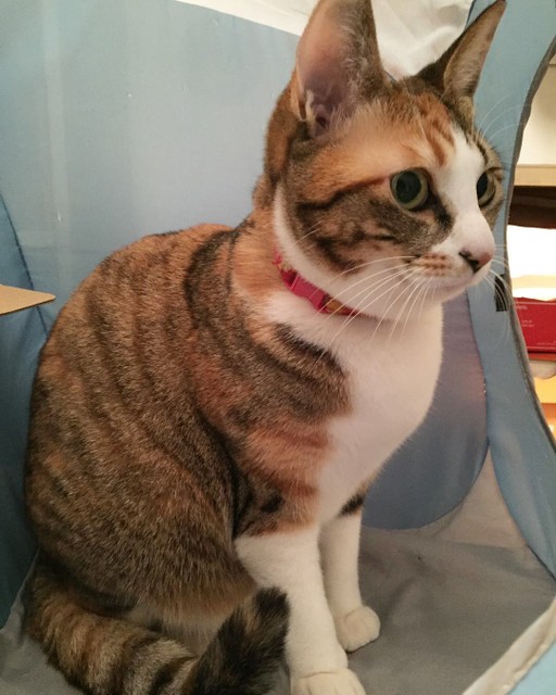 野良猫だったやんちゃな子猫、初対面で『なぜて』と仰向けに｜まいどな 