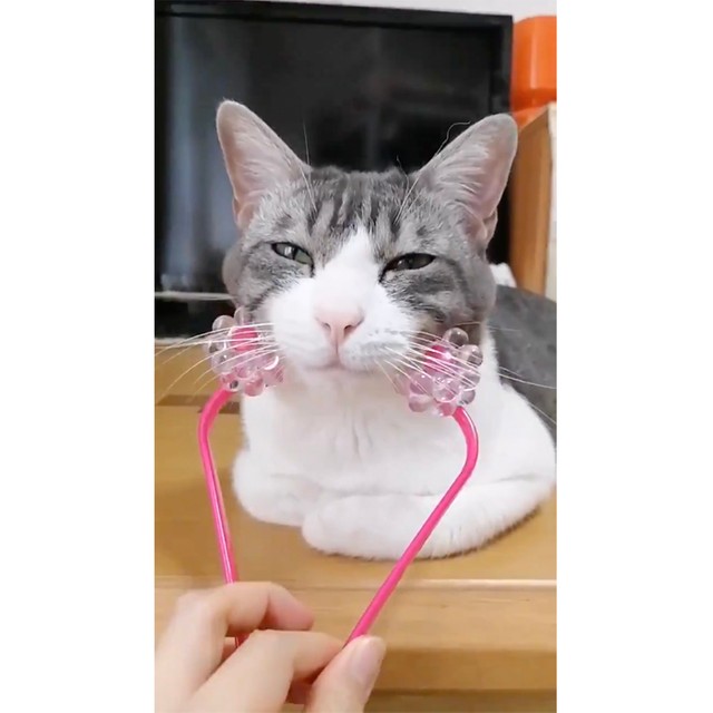 美顔ローラーにうっとりする猫さんの表情がたまらん 最初のトロッとした顔ヤバイ と話題に まいどなニュース