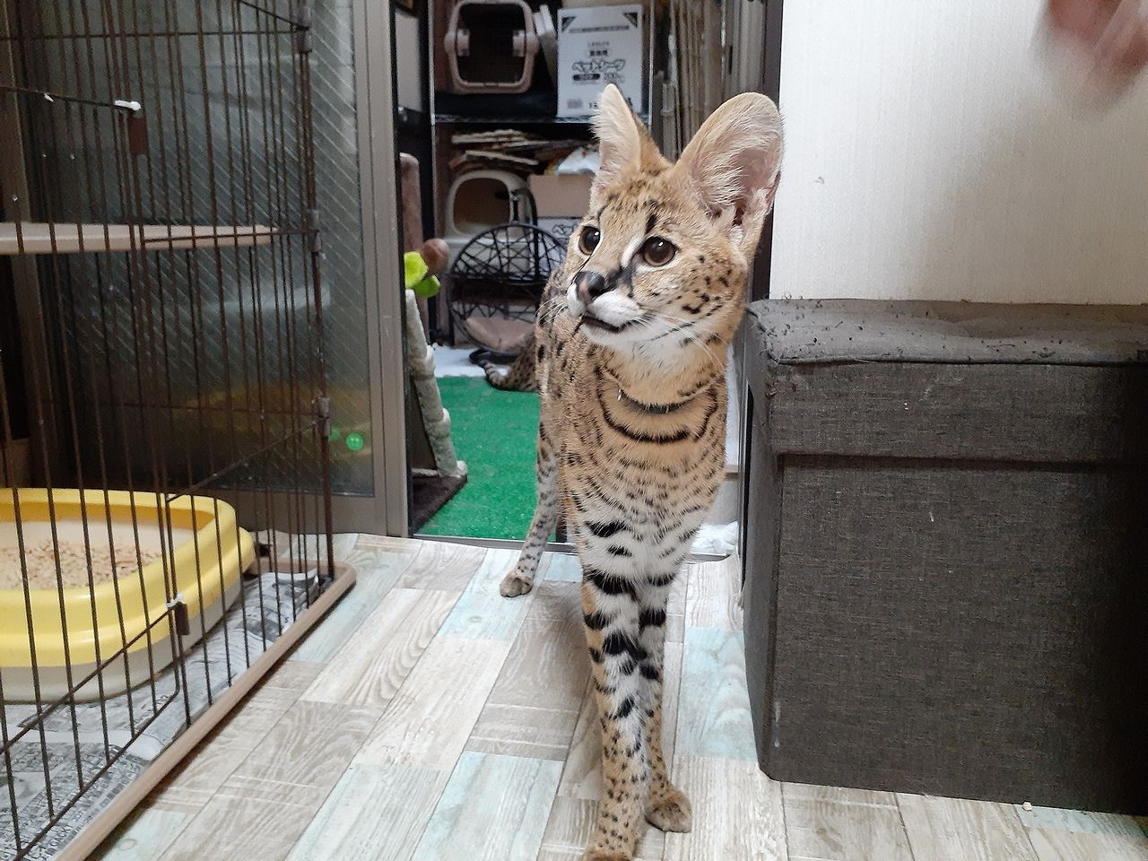 日本で唯一 サーバルキャットと触れ合える異色のカフェ 実は 保護活動 の拠点 オーナーに聞いた 次の一手 まいどなニュース