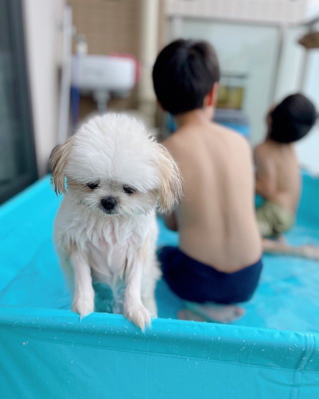 出たいのね プールでしょんぼりする子犬にキュン 最高の困り顔 もうやだって声が聞こえてくる まいどなニュース