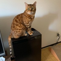 地域猫のたまり場でいじめられていた猫 タイガースファンに引き取られ トラキチ と命名 夫婦のかすがいに まいどなニュース