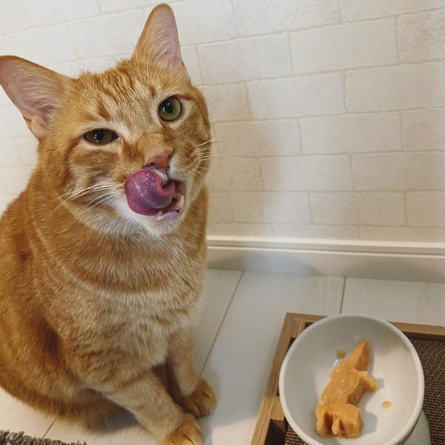 子猫の時のトラウマで、人見知りが強いまま大人になった猫、里親さんの 