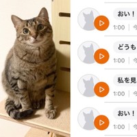 野良だった猫が 大好きだよ 噂の猫語翻訳アプリで愛おしさが爆発 尊い 世界はそれを愛と呼ぶんだぜ まいどなニュース