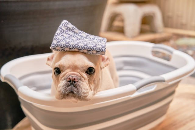 愛犬と一緒にお風呂に入りたい その夢叶えます 北陸にわんちゃん連れに特化した温泉施設 まいどなニュース