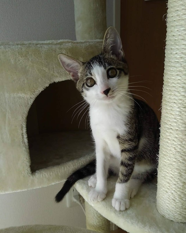 公園に捨てられていた子猫 愛猫を失いペットロスになった人を救う 今では 可愛い一人息子 まいどなニュース