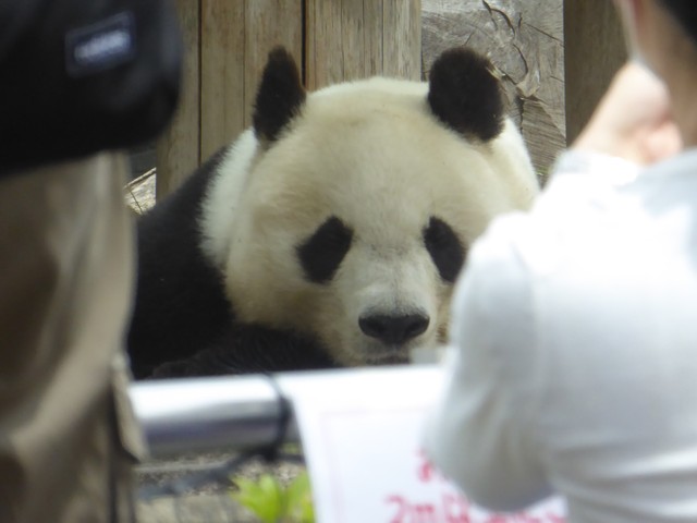 返還迫る神戸のパンダ 入園倍率は最大３倍 狙い目は 観覧時間は実質わずか３分 それでも会いたい まいどなニュース