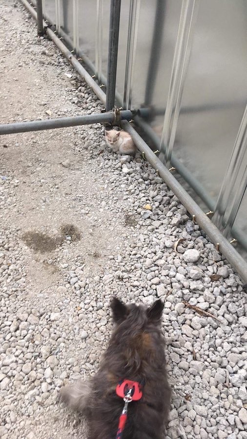 ミニ傘で散歩する猫さんの可愛さに海外からも絶賛の声 実は運命の出会いで保護した猫さんだった まいどなニュース