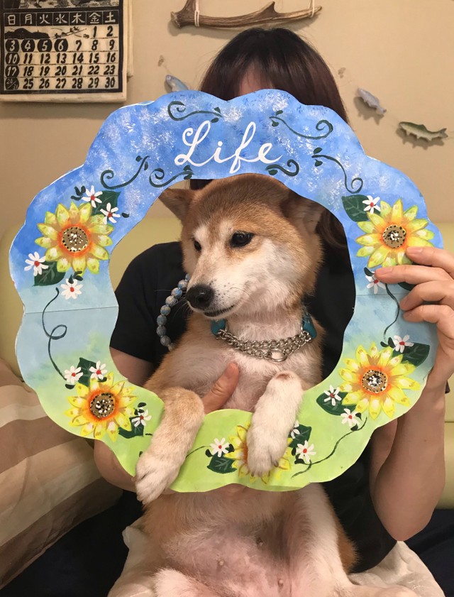 難病の女性が迎えた元繁殖犬 第2の人生を一緒に歩みたい ライフという名に想いを込めて まいどなニュース