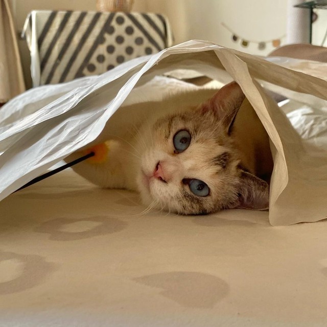 警戒心が強くて保護できなかった野良猫 大雨の日に近寄ってきて父にスリスリ ペットロスだったけれど救われた まいどなニュース