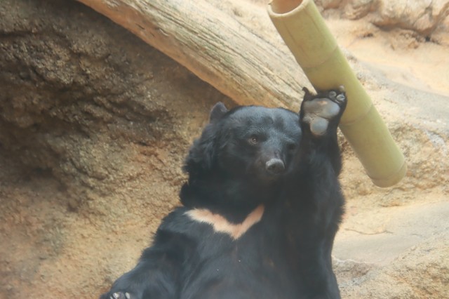 Uma チンパンジー 実はツキノワグマです 手作りの 魔法の竹筒 に野性爆発 幸せそうな姿に うれしい の声 まいどなニュース