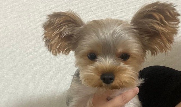 ヨークシャーテリアはこんなのじゃないわよ 散歩中の愛犬に心ない言葉 実は多くの飼い主が同様の経験を いろんな犬がいて当たり前 みんな違ってみんな可愛い まいどなニュース