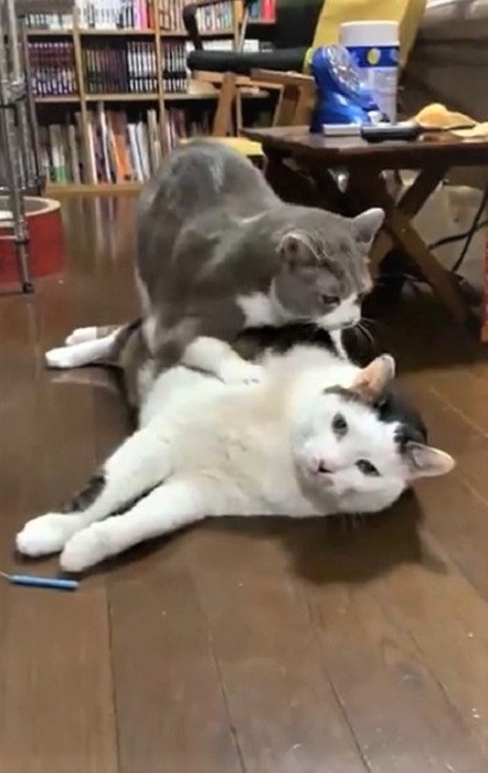 猫が猫をフミフミ なされるがまま寝ちゃう猫に 無抵抗w 逃げなくて笑います まいどなニュース
