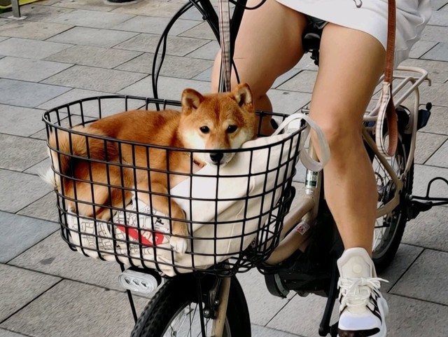 柴の宅急便 自転車の前かごでかばんをギュッとする犬が話題 すごーい 落ち着いてますね まいどなニュース