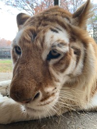油断してたら 大雪をかぶった動物園のトラに ドリフのコント 年賀状にしたい 4コマ写真が漫画みたい まいどなニュース