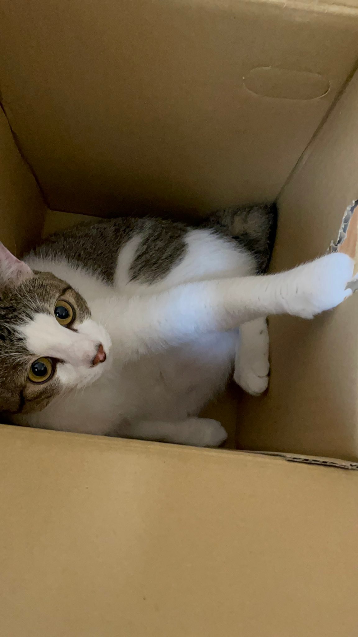 んにゃ 段ボール箱の穴からニュッと伸びるお手てにキュン 猫の貯金箱 コイン置きたい まいどなニュース