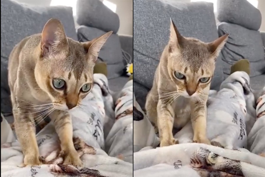 コストコのピザがデカすぎて驚きを隠せない 猫のお目々がまん丸に これ1人で食うんか まいどなニュース