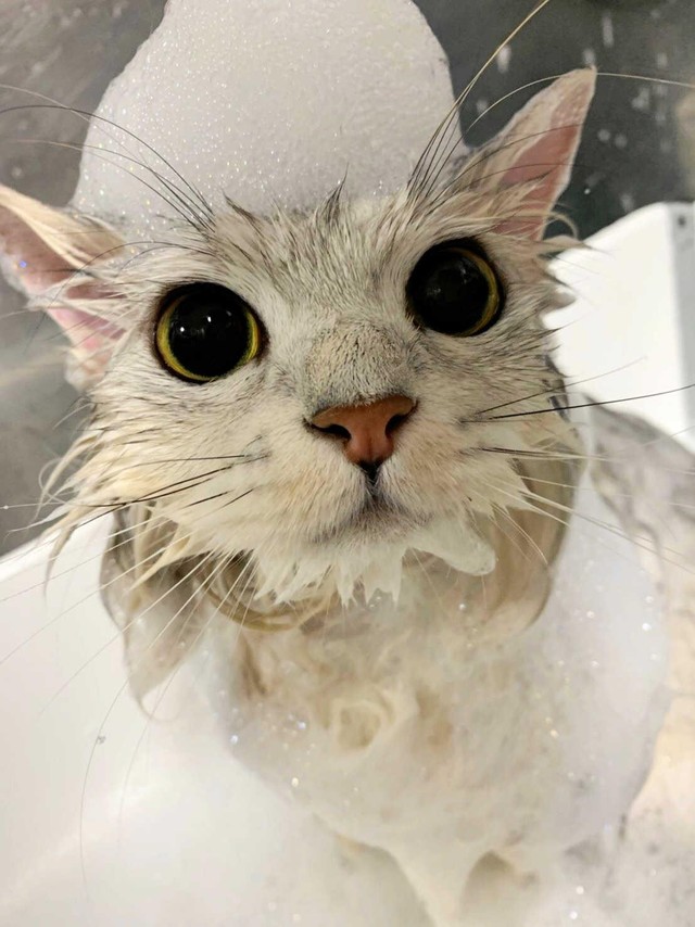 ツンデレ姫にデレデレです Joyの愛猫 びょーは 幸せの使者 まいどなニュース