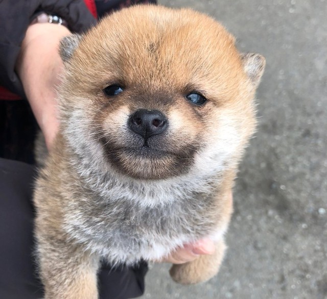 初めて太陽を見た 柴犬の赤ちゃん その眩しいお顔が話題 この子に楽しい世界が待ってますように まいどなニュース