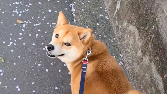 父を3日でダメにした柴犬がついに 拒否柴 の奥義を会得 可愛い反抗期に 柴道を歩む 拒否の呼吸 壱の型 帰らないもんね まいどなニュース 父を3日でダメにした柴犬がついに 拒否柴 の奥義を会得 可愛い反抗期に 柴道を歩む 拒否の呼吸 壱の型 帰らないもんね まいどなニュース