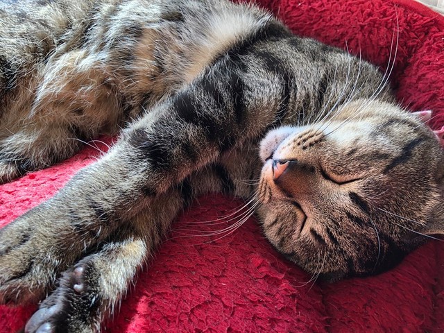 愛護センターで殺処分寸前だった子猫 保護団体が引き出し 猫を探していた里親と縁が繋がる まいどなニュース