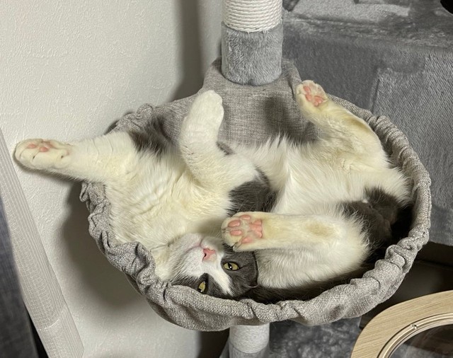 猫が目を開けたまま 震えて寝てる 重病では 動物病院で 動画 を見せたら 爆笑 もっと安心する寝方して まいどなニュース