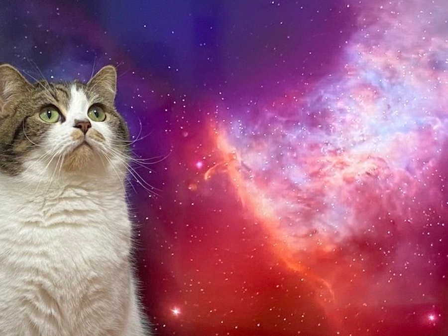 テレビの前で邪魔する猫を 宇宙猫にしました 飼い主のささやかな抵抗だが 猫さんは まいどなニュース