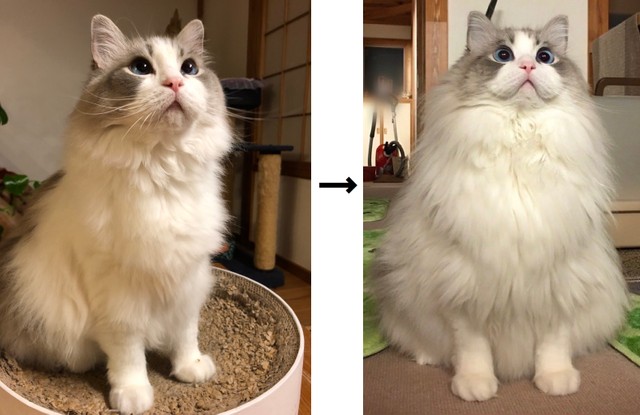 夏はモフ 冬はモフモフ 長毛種の猫の比較画像にネットがびっくり 夏毛と冬毛の差があり過ぎる気がするのですが まいどなニュース
