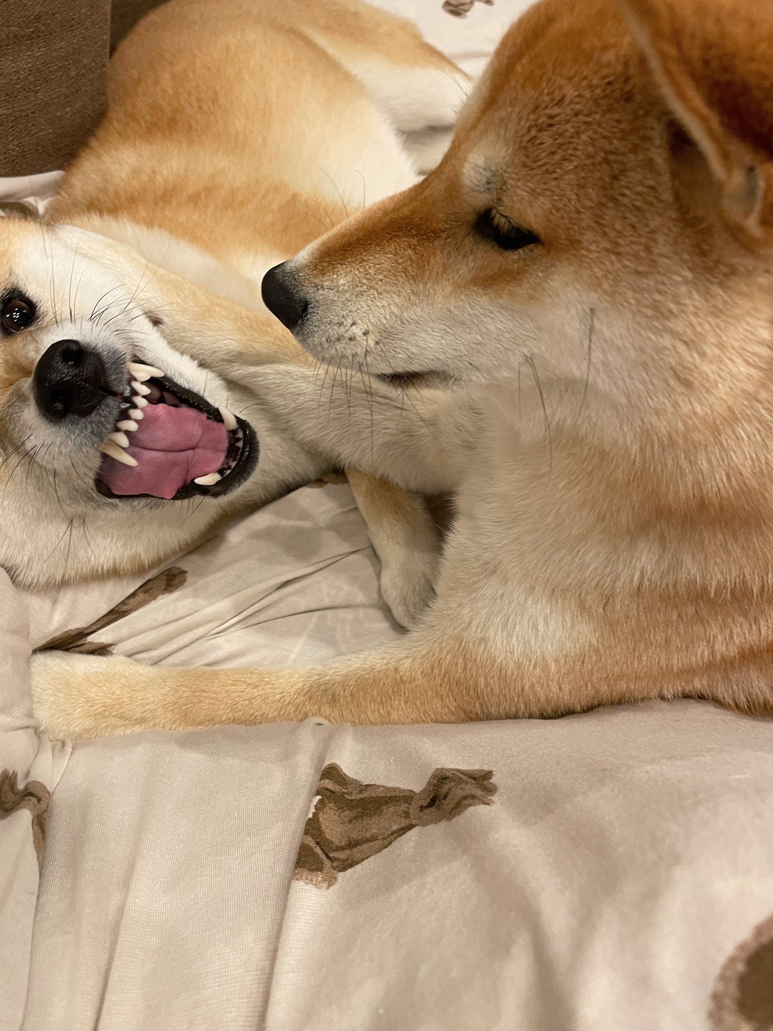 洗われるなんて聞いてない ムキ顔の柴犬にネット悶絶 顔 怖いっすね 牙が まいどなニュース