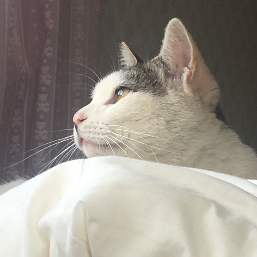 骨と皮だけの野良猫 もう放っておけない 地域猫にしようと保護したが 情が移りいつしか 我が子 に まいどなニュース