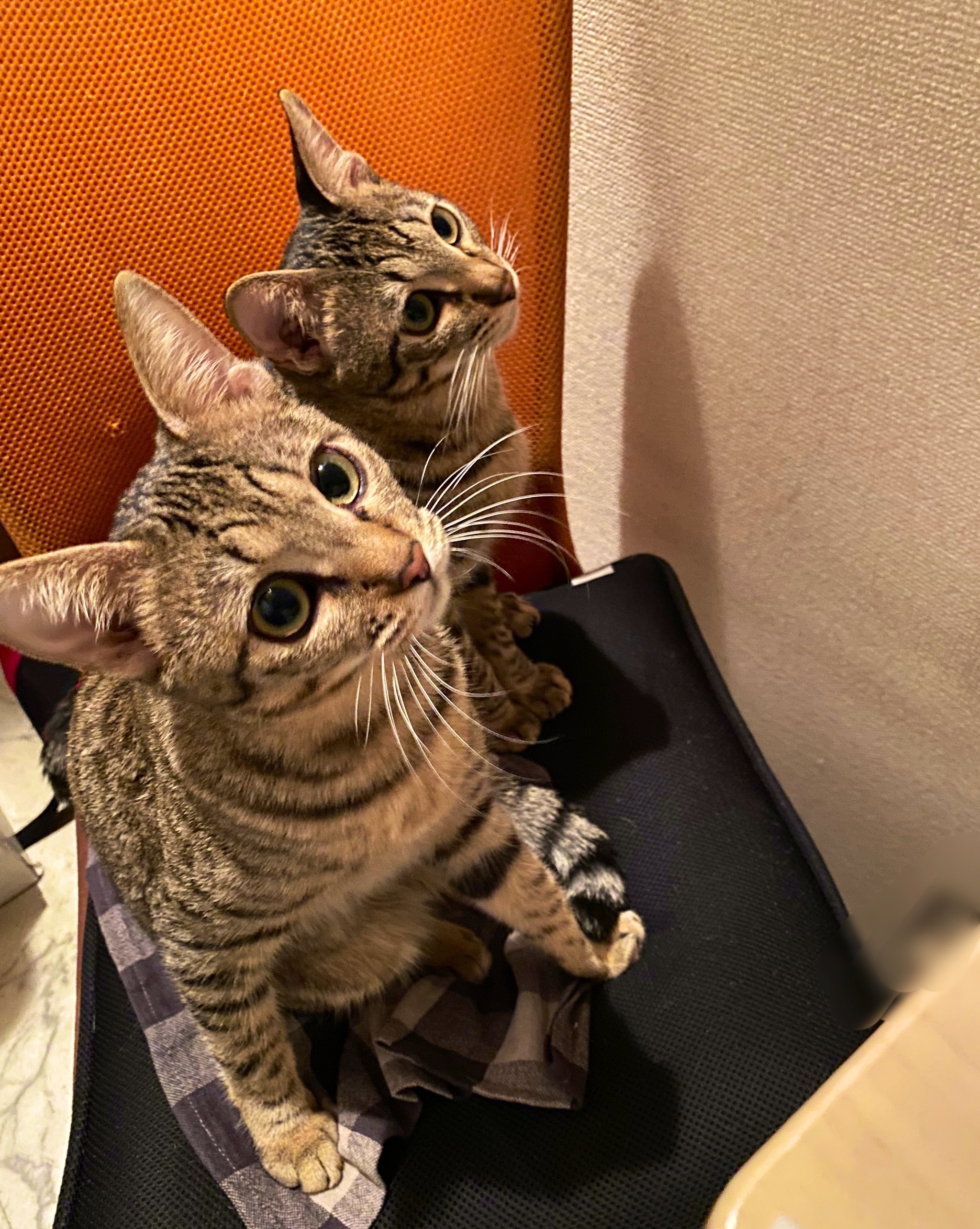 見事な抱っこジャンプを披露する猫 カメラ目線のドヤ顔に うらやましい 信頼しきってる まいどなニュース