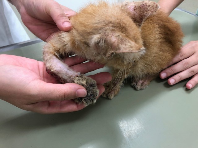 車にひかれた茶トラの子猫を保護 気力はなく前足はグニャリと曲がっていたが 助けた子猫はビッグに成長 まいどなニュース 車にひかれた茶トラの子猫を保護 気力はなく前足はグニャリと曲がっていたが 助けた子猫はビッグに成長 まいどなニュース