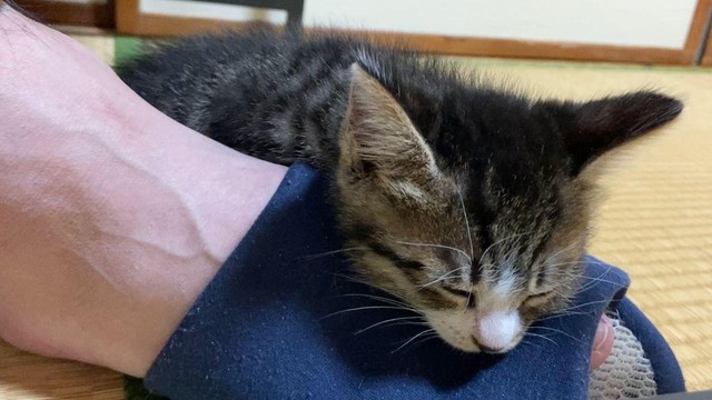 激しすぎる愛着をスリッパに寄せる子猫u2026可愛すぎると話題「寝てる姿も 