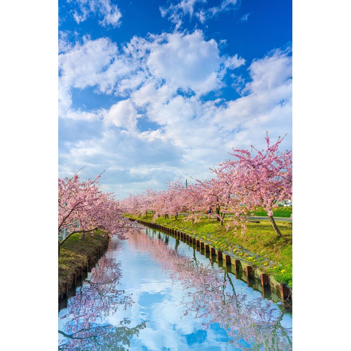 きれいすぎて、まるで絵画!」満開の桜に癒されるu2026風景写真を無料配布