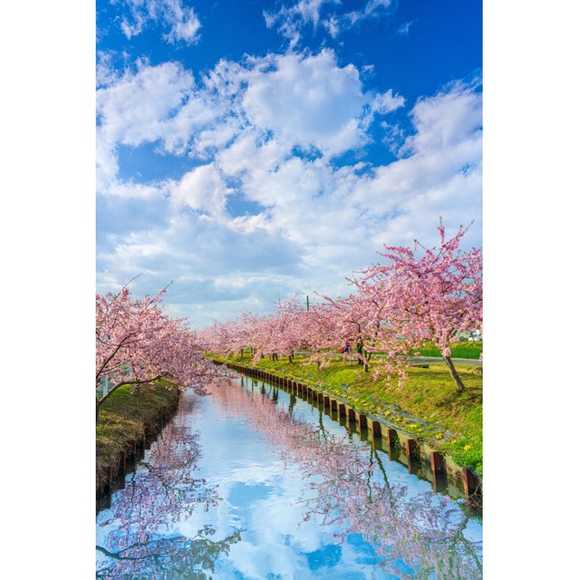 きれいすぎて まるで絵画 満開の桜に癒される 風景写真を無料配布する写真家に聞いた まいどなニュース